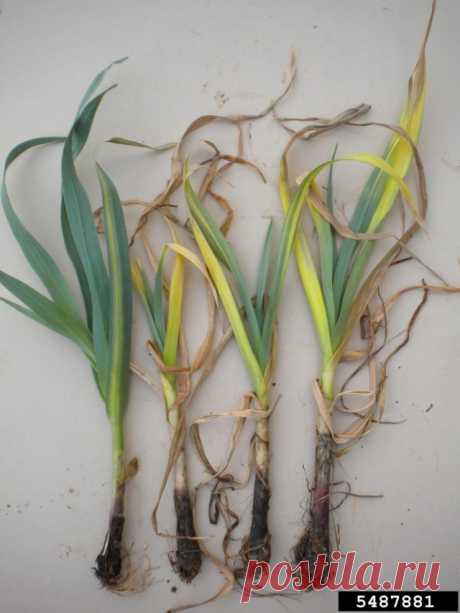 Почему желтеют листья чеснока?