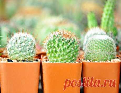 Цветочные приметы – верить или нет?