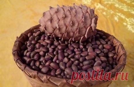 Настойка на кедровых орешках – кедровка на спирту, самогоне и водке