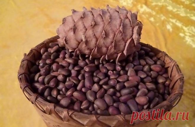 Настойка на кедровых орешках – кедровка на спирту, самогоне и водке