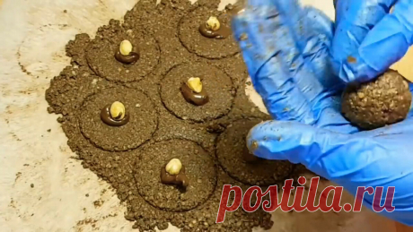 Хотели купить конфеты Ferrero Rocher, но решили сделать их сами получилось не хуже настоящих