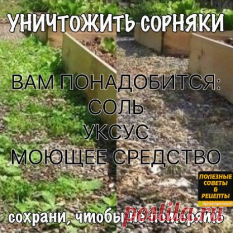 УНИЧТОЖИТЬ СОРНЯКИ
Чтобы уничтожить сорняки без гербицидов, используйте соль и уксус. Приготовьте раствор: . 1 литр уксуса обычного  9%  + ,примерно 1 стол лож соли и несколько капель гала (фери)  для жирной посуды. Хорошо перемешайте. Побрызгайте из обычной пшикалки, Утром вся трава засохнет.   
Эффективнее всего эта смесь работает в жаркий, солнечный день, когда дождя не ожидается, по крайней мере, в течение 24 часов.
Опрыскайте сорняки утром, вечером вы уже порадуетесь ...