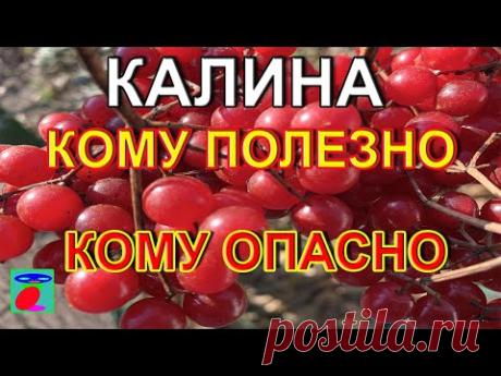 Калина. Свойства калины. Калина на зиму.
