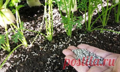 Чем лучше подкормить морковь в открытом грунте и как правильно вносить удобрения Чтобы получить крупную, сладкую, хрустящую, ровную, хорошо окрашенную морковь, ее необходимо удобрять. Без подкормок корнеплоды вырастают мелкими, невкусными и бесцветными. Конечно же, такое положение...