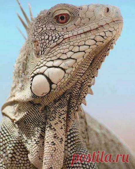 animal201.jpg (663×828)