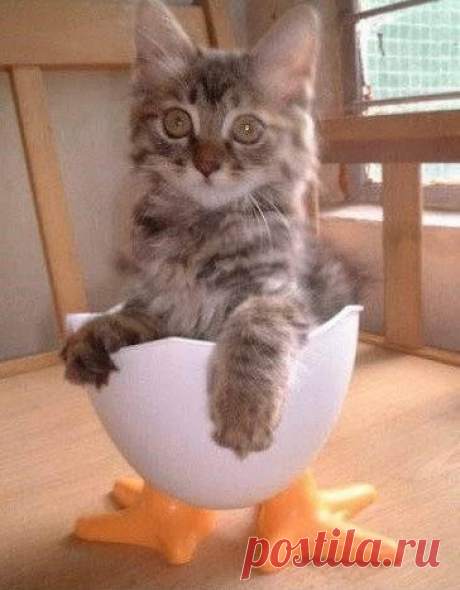 Котэ