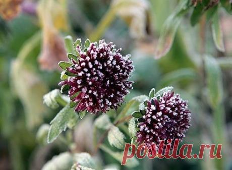 Мороз без снега: стоит ли бояться

Заморозок и мороз — не одно и тоже. Верная примета осенних заморозков - лед на лужах, который успевает растаять в течение дня. Когда он перестает таять к вечеру, значит, пришел сезон морозов. В зависимости от этого уход за растениями может незначительно отличаться.
Показать полностью…