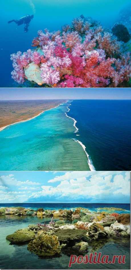 Красивейший риф Нингалу / Туристический спутник