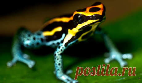 10 самых смертоносных животных в мире