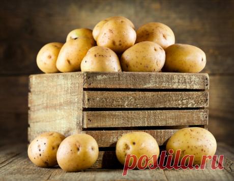 Желтые сорта картофеля – чемпионы вкуса | О Фазенде. Загородная жизнь | Яндекс Дзен