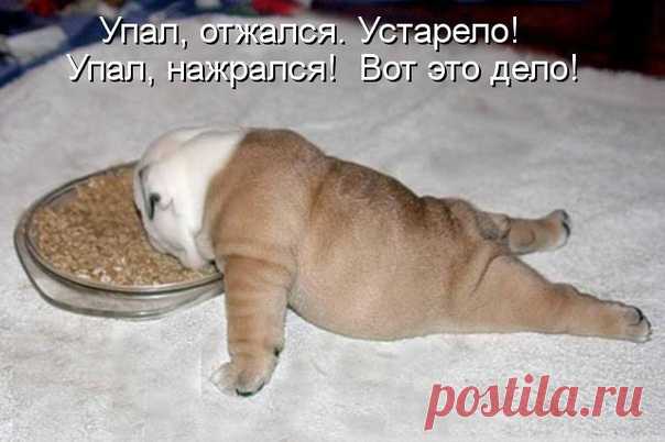 Смешные животные