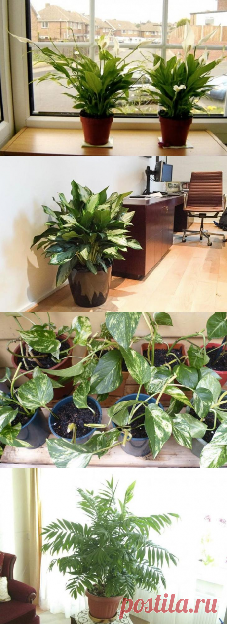 10 натуральных очистителей воздуха для дома