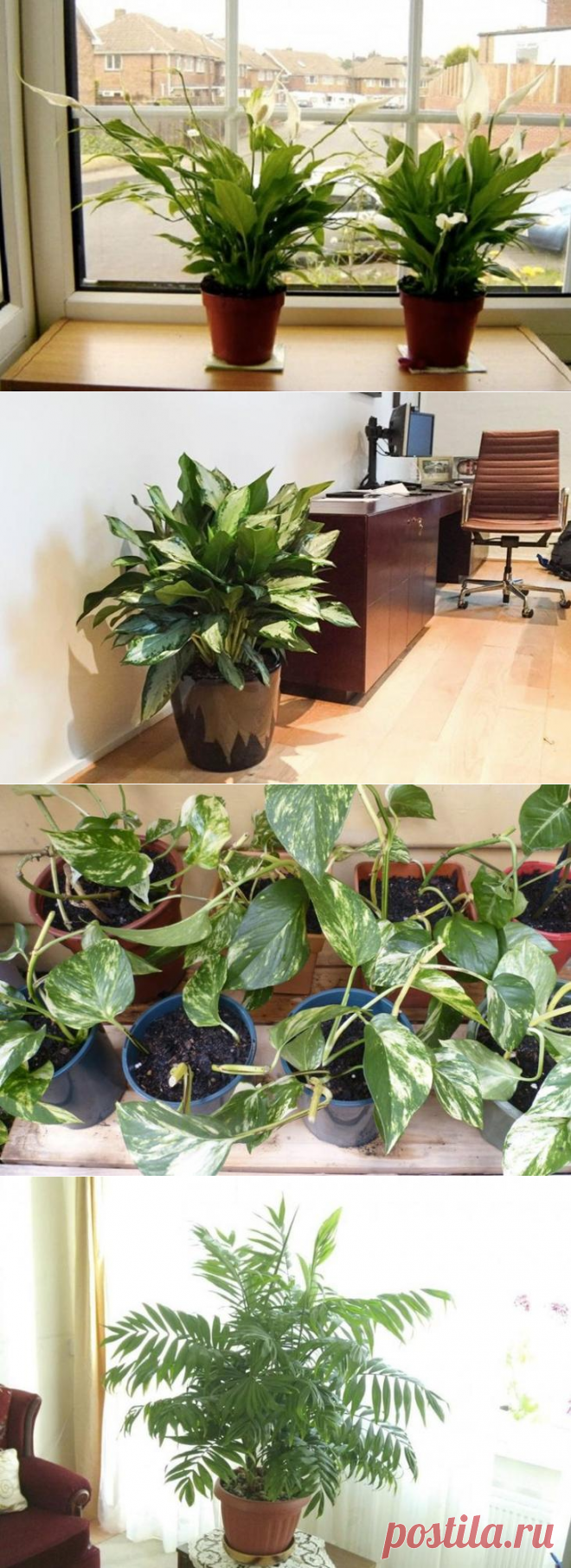 10 натуральных очистителей воздуха для дома