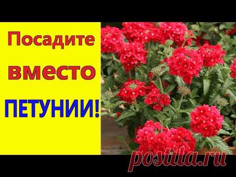 ПОСАДИТЕ вместо ПЕТУНИИ эти неприхотливые цветы! Они будут цвести все лето до осени.