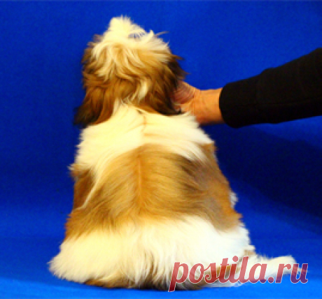 Щенки ши-тцу - Купить щенка ши-тцу Москва - Питомник ши-тцу Москва - щенки ши-тцу