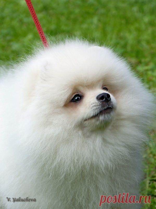 Русский Версаль Алмазик Славный,
живет в Астрахани.