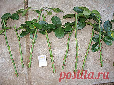 РОЗЫ из ЧЕРЕНКОВ