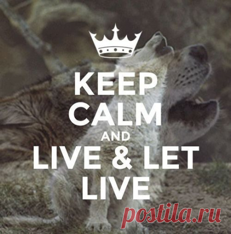 worldwyde1- 1 thousand results found on YandexImages - obraz #5199899 od worldwyde1 na Favim.pl