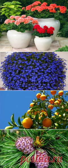 Как вырастить герань :: вырастить красивые палергонии :: Цветоводство :: KakProsto.ru: как просто сделать всё