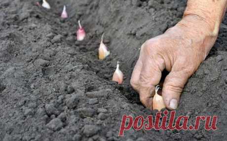 ГОТОВИМ ГРЯДКУ И ЧЕСНОК К ПОСАДКЕ