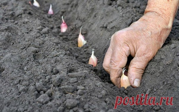 ГОТОВИМ ГРЯДКУ И ЧЕСНОК К ПОСАДКЕ
