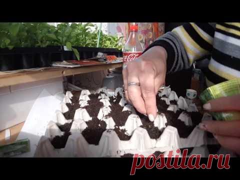 КАК ПОСАДИТЬ УКРОП, ПЕТРУШКУ И САЛАТ В КЛЕТКУ ИЗ ПОД ЯИЦ!!!