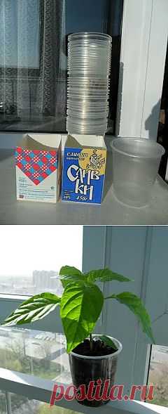 Опыт применения стаканчиков для рассады

Я выращиваю рассаду помидоров и перцев и в ящиках, и в стаканчиках. При выращивании рассады в ящиках время на уход тратится меньше, но зато есть некоторые неудобства при переставлении тяжелых ящиков с места на место, и при перевозке их на дачный участок. При выращивании рассады в стаканчиках приходится каждое растение поливать, рыхлить и окучивать, но зато стаканчики удобно размещать на подоконнике и на лоджии, растения в них растут вольготно и не мешаю