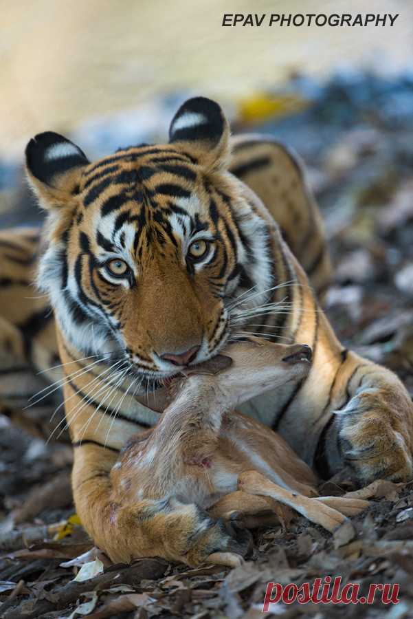 A tigress catches a chital fawn! A tigress with a chital fawn!  I was happy for this tigress because we watch her have three unsuccessful hunts and on the fourth she caught this fawn!  It was very sad for the fawn but this is nature and it not an easy life for all trying to survive in the jungle!  This photo was taken Ranthambhore National Park in India!