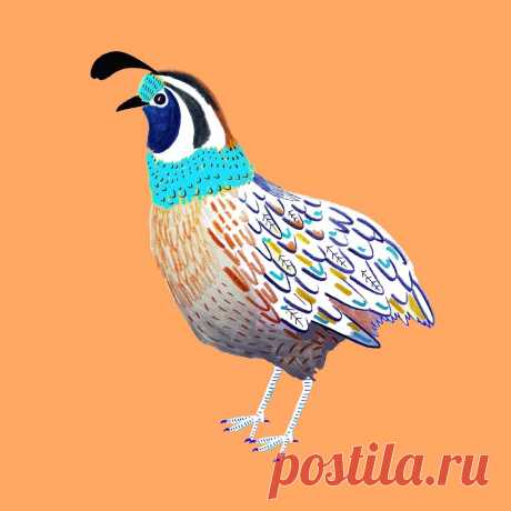 bird illustration, artwork, illustrator, for hire, license, art print, - Ashley Percival Illustration
