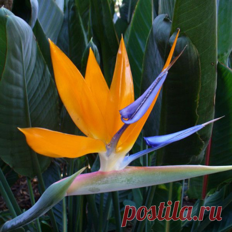 10 самых красивых цветов в мире