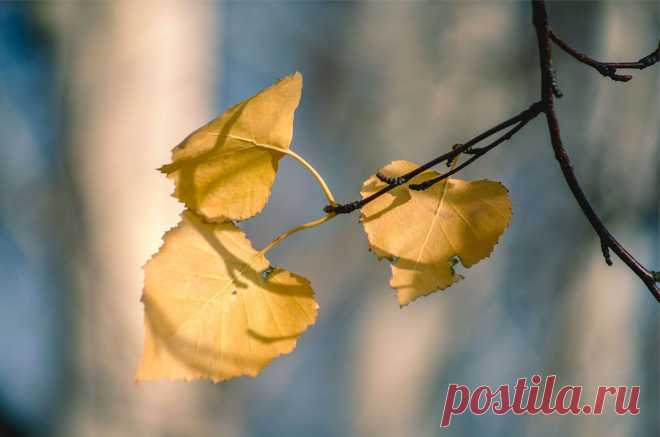 herbarium #4