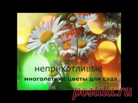Ленивый цветник.Неприхотливые многолетники.