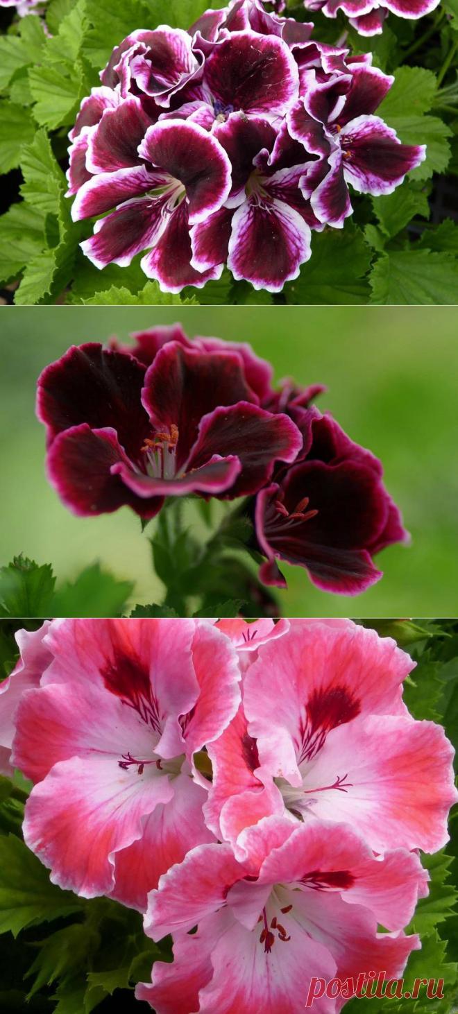Пеларгония королевская
