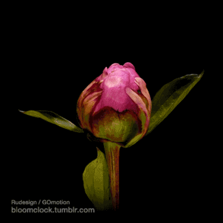 Bloomclock