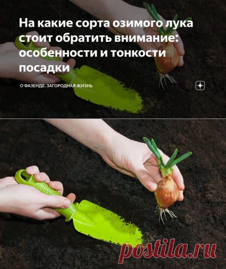 На какие сорта озимого лука стоит обратить внимание: особенности и тонкости посадки | О Фазенде. Загородная жизнь | Яндекс Дзен