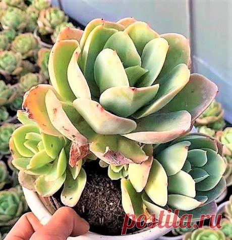 Suculenta Echeveria Peach Pride - Importada Nome Cientifico: Echeveria Hybrida 'Peach Pride' De origem hibrida envolvimento um cruzamento de espécies desconhecidas de Echeverias, essa suculenta tem porte grande, que para manter sua forma de roseta compata, deve ser cultivada em sol pleno, em clima ameno, não tolera temperaturas altas, deve ser regada somente quando o substrato estiver completamente seco. Mudas com aproximadamente 05cm. Equivalente à segunda foto. Só no Bra...