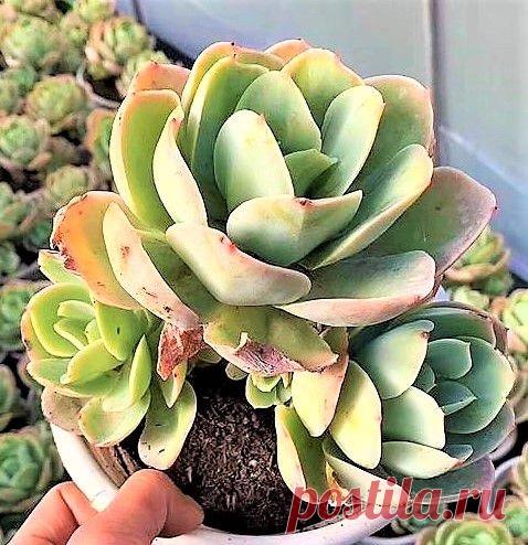 Suculenta Echeveria Peach Pride - Importada Nome Cientifico: Echeveria Hybrida 'Peach Pride' De origem hibrida envolvimento um cruzamento de espécies desconhecidas de Echeverias, essa suculenta tem porte grande, que para manter sua forma de roseta compata, deve ser cultivada em sol pleno, em clima ameno, não tolera temperaturas altas, deve ser regada somente quando o substrato estiver completamente seco. Mudas com aproximadamente 05cm. Equivalente à segunda foto. Só no Bra...