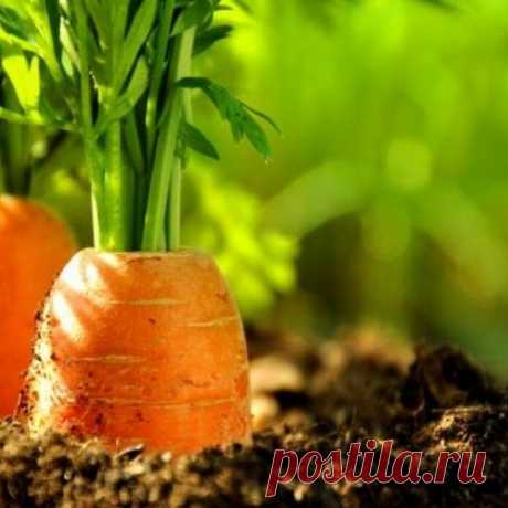 ПОЧЕМУ ВЫРАСТАЕТ ГОРЬКАЯ МОРКОВКА