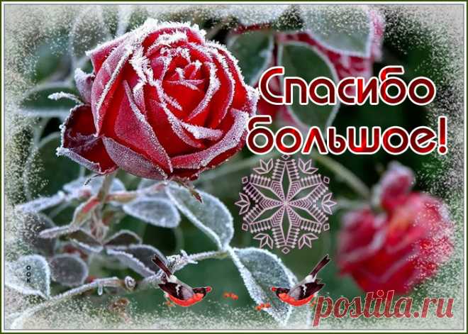 За Вашу помощь и внимание
Вас искренне благодарю.
Спасибо Вам за понимание,
Я это в сердце сохраню.
