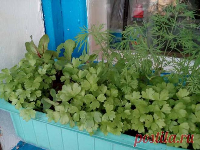 Сельдерей: виды и сорта, посадка и уход. Фото сельдерея.