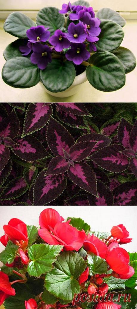 Почему гибнут  КОМНАТНЫЕ  растения?