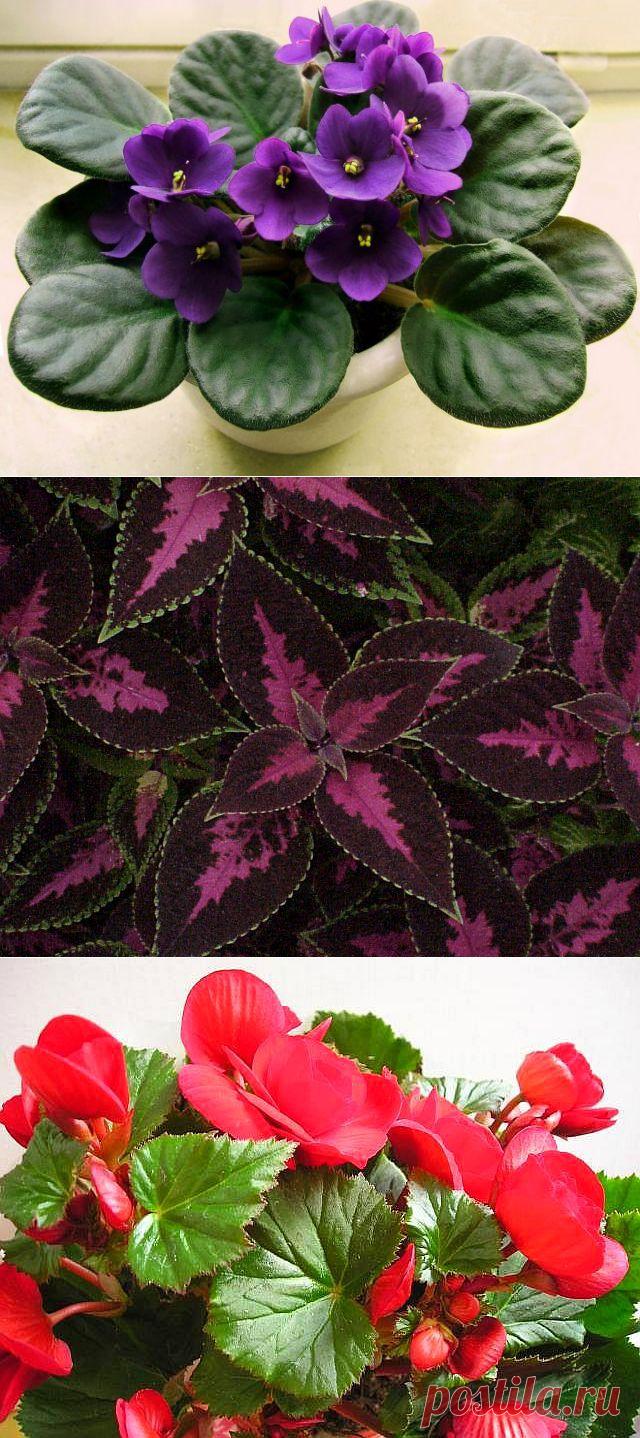 Почему гибнут  КОМНАТНЫЕ  растения?