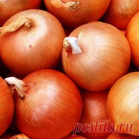 Как я ухаживаю за луком
