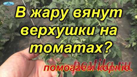 Помогаем томатам в жару: советы специалиста