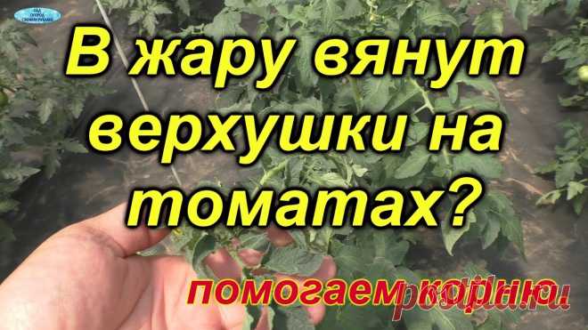 Помогаем томатам в жару: советы специалиста