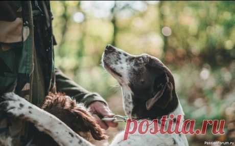 Почему меня любят собаки: 10 признаков, что вы — свой в стае Вы когда-нибудь задумывались, за что именно вас любит ваша собака? Почему она смотрит на вас так, будто вы центр ее вселенной? Дело не только в прогулках и миске с едой. Собаки чувствуют наши эмоции, распознают энергию, замечают нюансы, которые мы и сами в себе не всегда осознаем.&nbsp;В...
