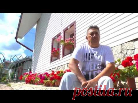 Лучший способ размножения герани. фильм4 /что получилось/