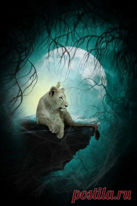 Фото Без названия. Альбом ЦАРЬ ЗВЕРЕЙ - 50 фото. Фотографии ⊰✿⊱ ОЛЬГА ⊰✿⊱.