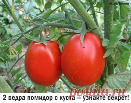 Добиться высокого урожая томатов можно и без применения трудоемких интенсивных методов выращивания. Необходимо выбрать проверенные в вашем регионе сорта и соблюдать несколько простых правил, которые помогут вам собрать по 2 ведра томатов с одного куста!
МОИ СЕКРЕТЫ:
Люблю высокорослые сорта томатов.
Я сажаю по 2 растения, выравнивая верхушки, соединив стебли вместе. Они друг друга поддерживают.
Сажаю в траншейки, что бы полив достиг не на 3 см, а пролить глубиной 30 - 35 с...