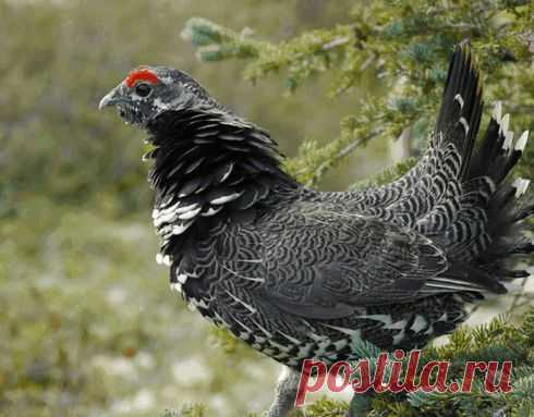 Птица-эндемик Дальнего Востока - дикуша (смиренный рябчик). Занесена в Красную книгу России.